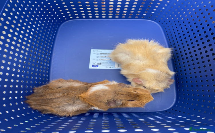 Guinea Pig rodents - Advert 1