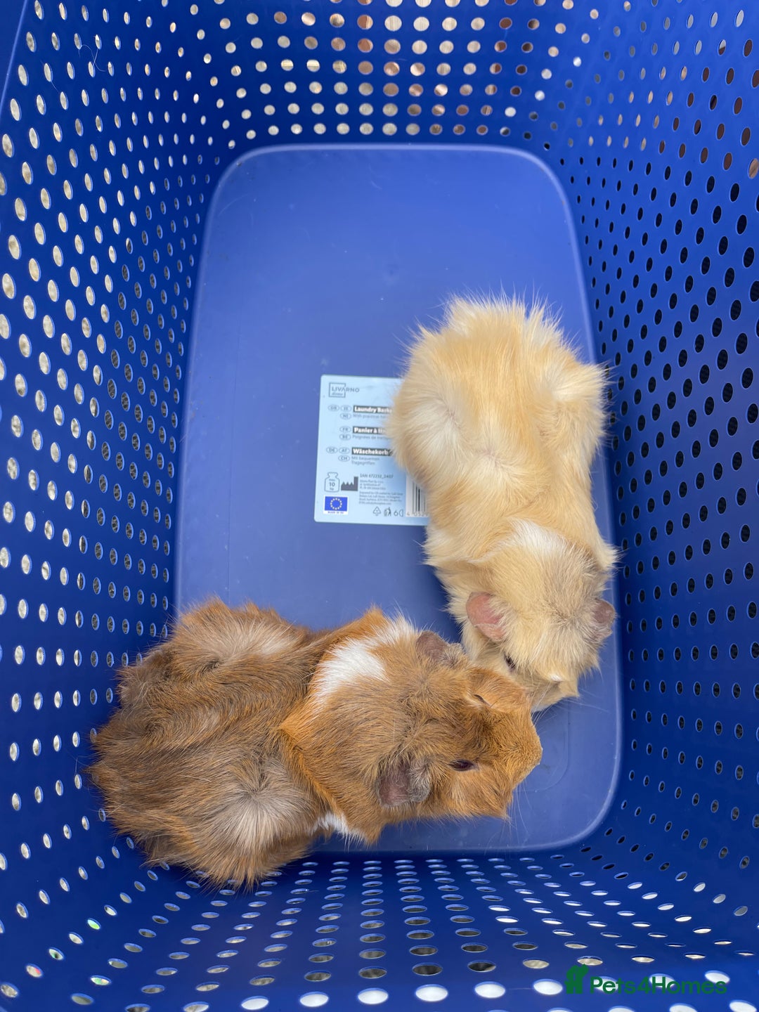 Guinea Pig rodents for sale: 2 female guinea pig siblings  - Image 1