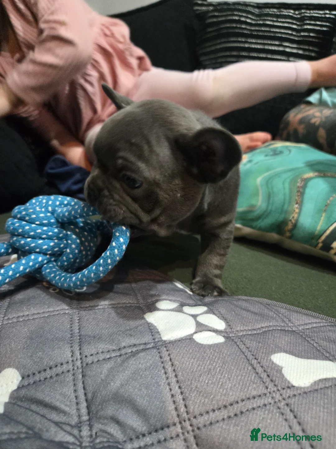 French Bulldog dogs for sale: 2 Frenchie pups ready 1 week - Advert 8