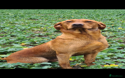 Labrador Retriever dogs for stud: Royal Red gun dog for stud - Image 14