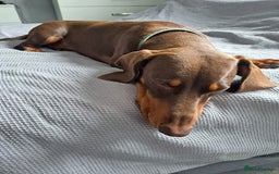 Dachshund dogs for sale: New home needed for hansom boy - Image 1