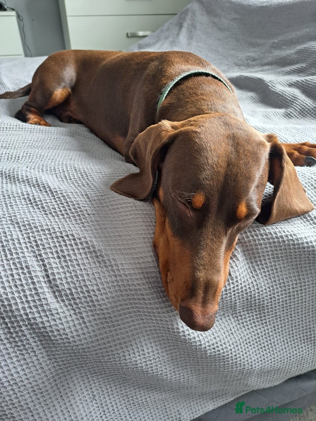 Dachshund dogs for sale: New home needed for hansom boy - Image 1