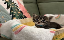 Siberian cats for sale: 4 Beautiful Siberian Cross Kitties 💗 - Advert 2