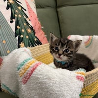 Siberian cats 4 Beautiful Siberian Cross Kitties🩷 - Advert 3