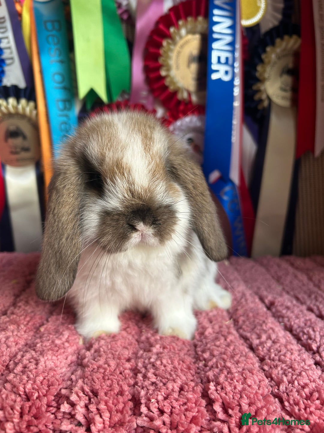 Mini Lop rabbits for sale: Vaccinated mini lop and lion lop babies - Advert 3