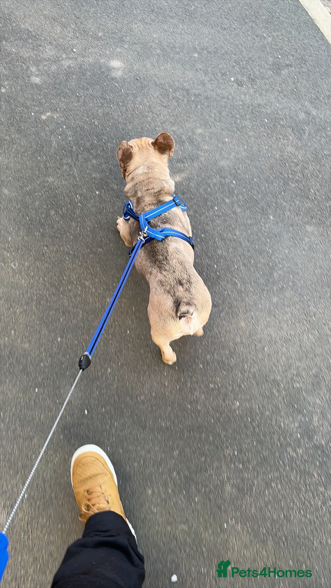 French Bulldog dogs for sale: Beautiful Bleu - Advert 10