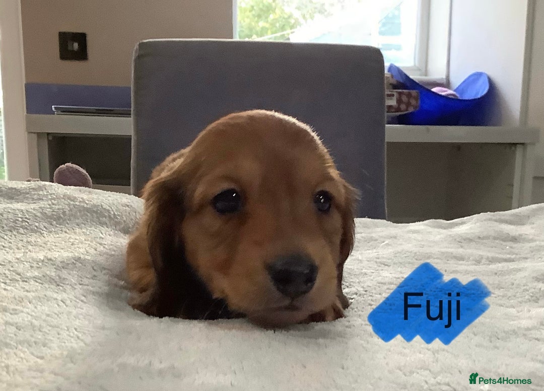 Miniature Dachshund dogs for sale: PRA Clear Mini Longhair Dachshund Pups Cream Red.. - Advert 5