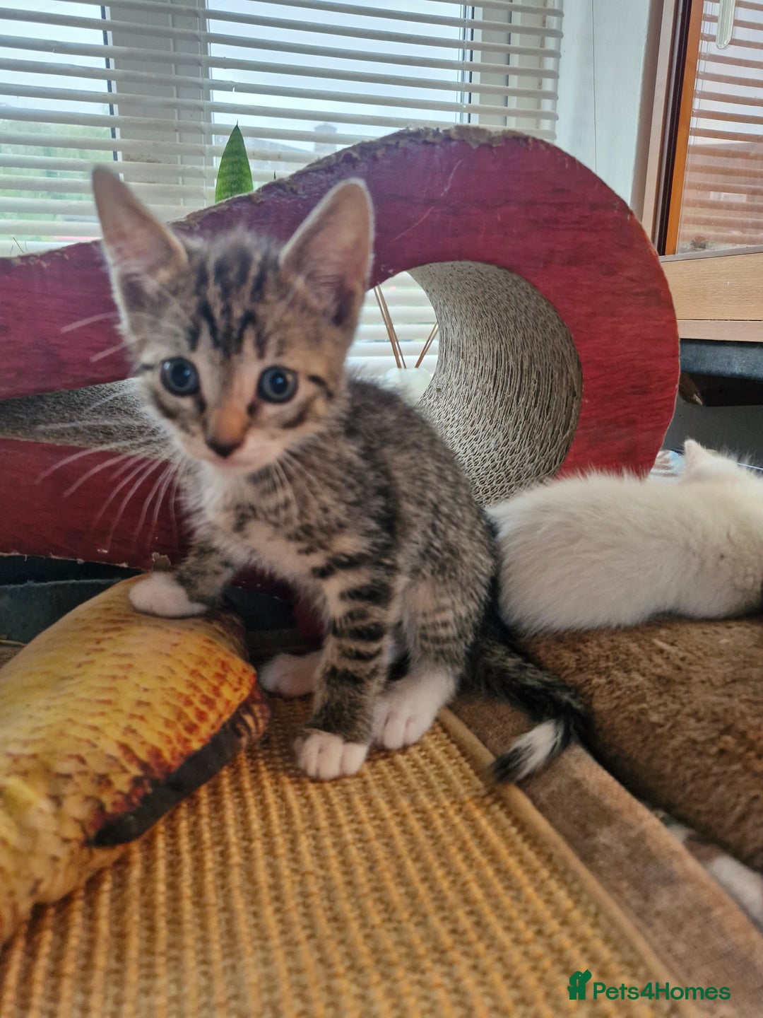 Siamese cats for sale: Siamese /balinese cross kittens - Image 25