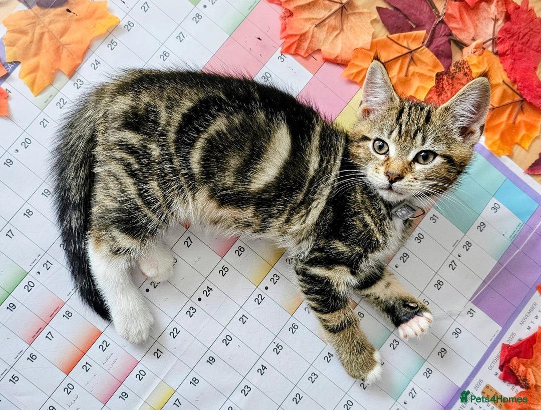 Mixed Breed cats for sale: Few lovely kittens ready for new lovely homes ! - Image 13