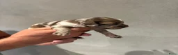 Sproodle dogs for sale: Gorgeous F1 Merle Sproodles  - Advert 6