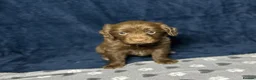 Cocker Spaniel dogs for sale: Working Cocker Spaniel - Chocolate, Roans, Golden - Advert 15