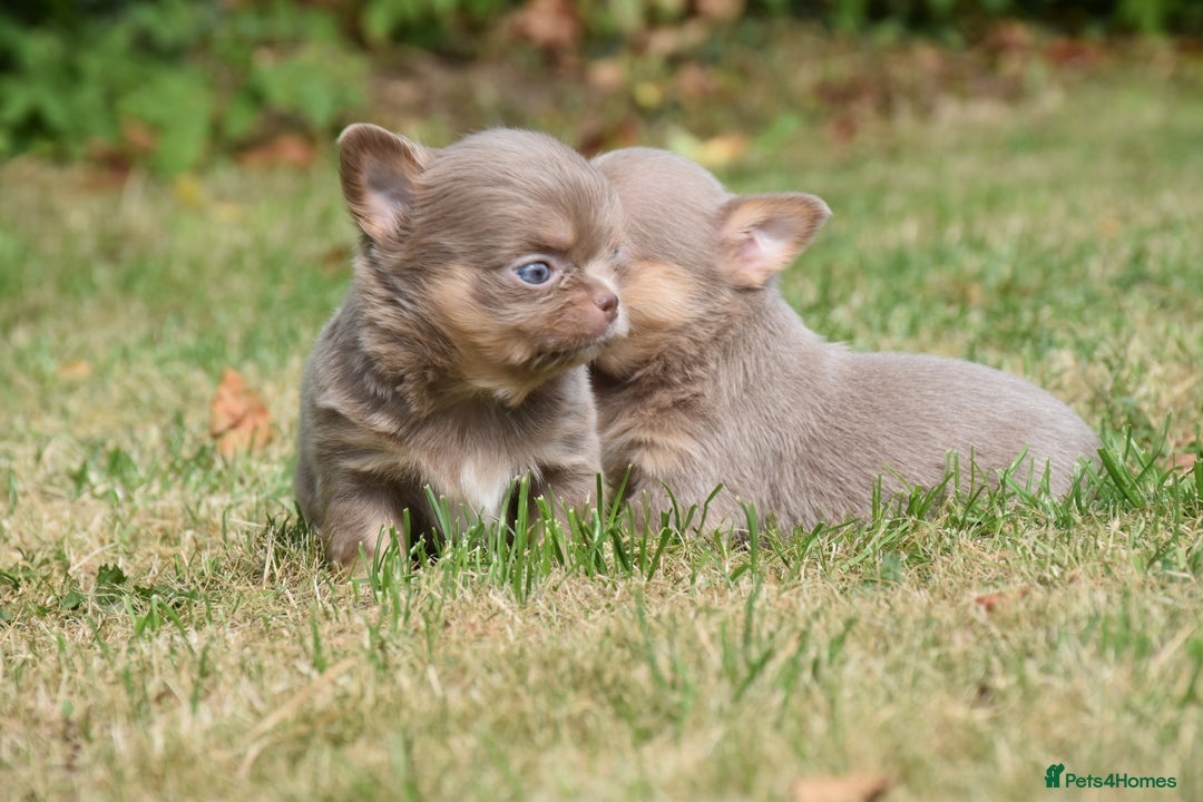 Chihuahua dogs for sale: ⭐️Gorgeous Long haired Lilac and Tan Chihuahuas ⭐️ - Image 14