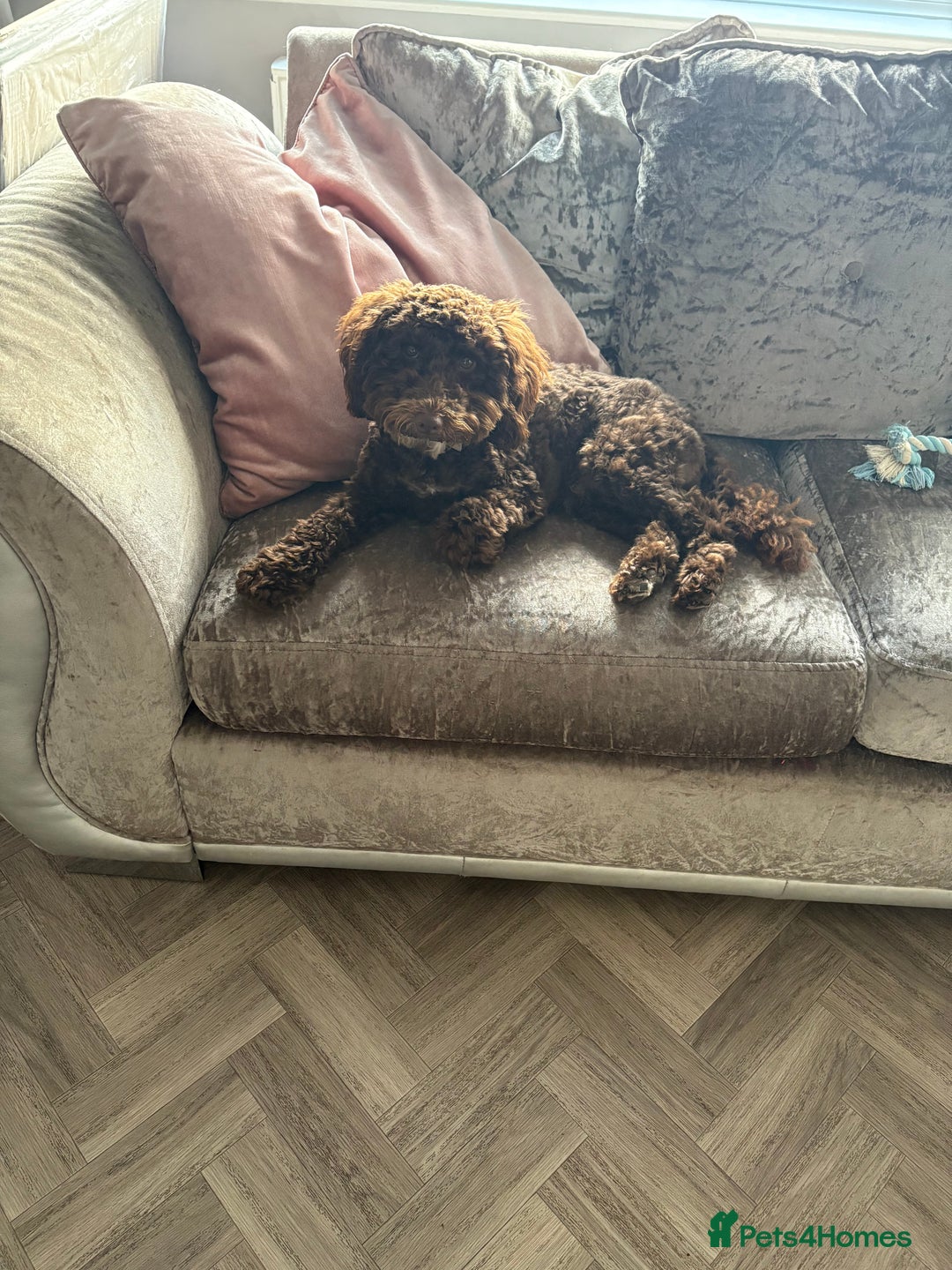 Toy Poodle dogs for sale: Beautiful boy  - Advert 3