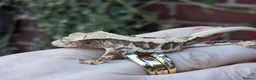 Gecko reptiles for sale: Various crested geckos - Advert 1