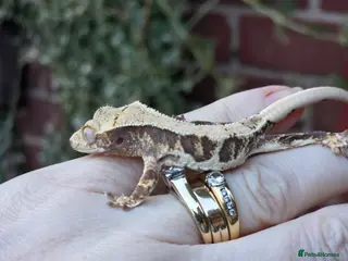 Gecko reptiles Various crested geckos - Advert 4