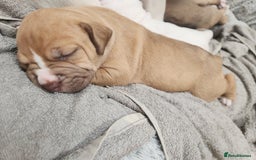 American Bull Staffy dogs for sale: American Staffordshire Bull Terriers - Image 13
