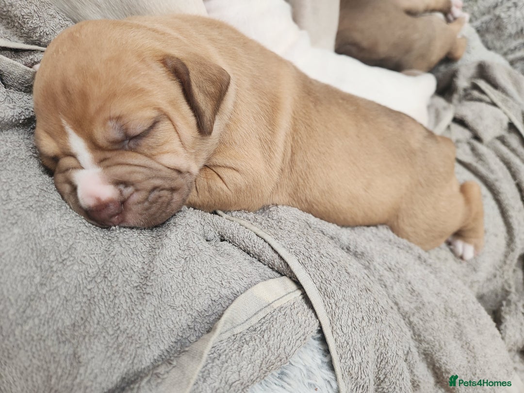 American Bull Staffy dogs for sale: American Staffordshire Bull Terriers - Image 13