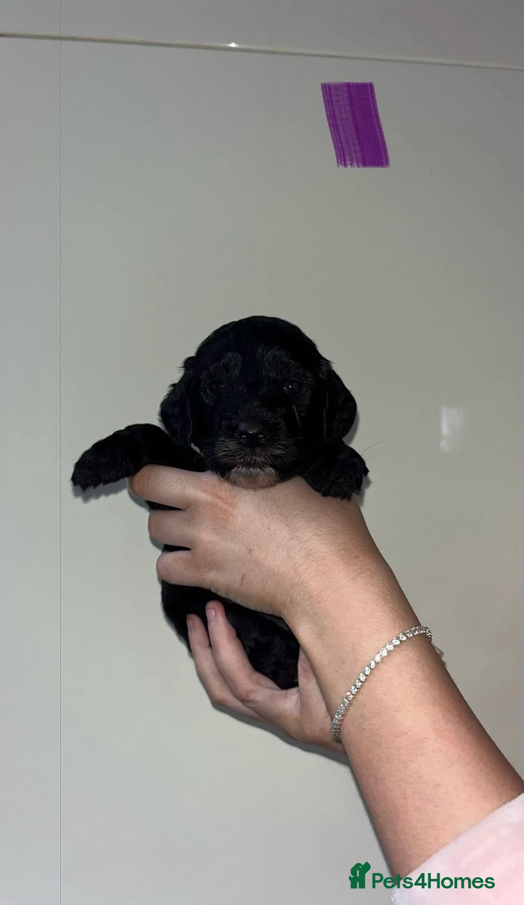 Cockapoo dogs for sale: 8 beautiful f1 toy cockerpoo READY NEXT WEEK - Advert 30