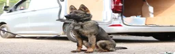German Shepherd dogs for sale: Elite working line puppies. Repeat breeding! - Advert 12