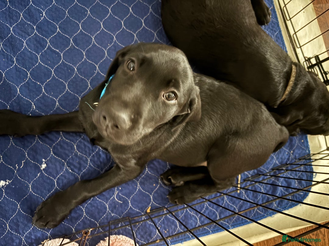 Labrador Retriever dogs for sale: KC Fully Health Tested Outstanding Working Line - Advert 17