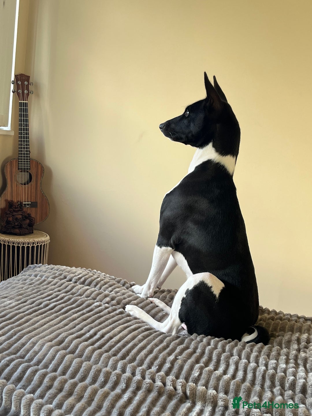 Basenji dogs for stud: 🌟 SEEKING A FEMALE BASENJI FOR A PLANNED MATCH!🌟 - Advert 5