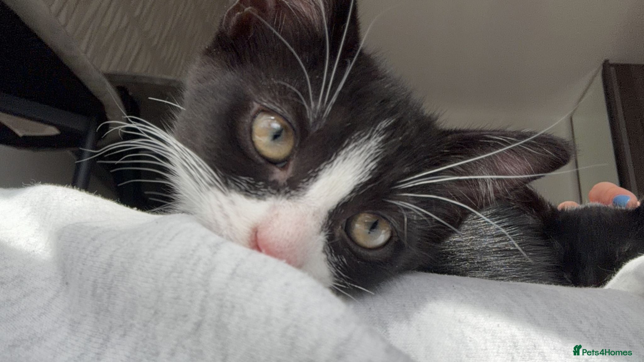 Domestic Shorthair cats Kittens for sale - Advert 2