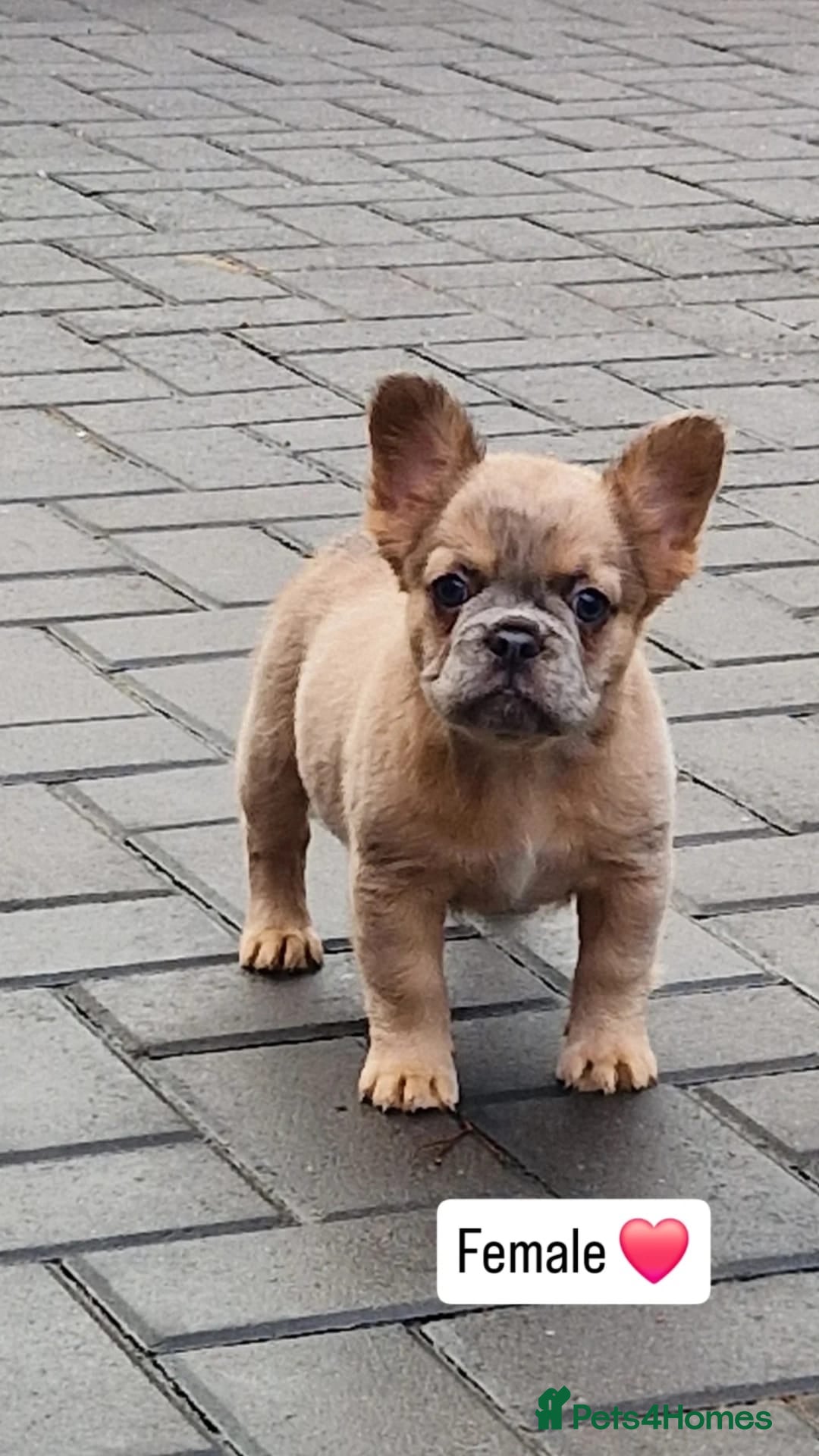 French Bulldog dogs Fluffy merle female french bulldog  - Advert 6