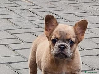 French Bulldog dogs Fluffy merle female french bulldog - Advert 1