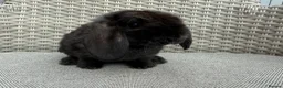 Mini Lop rabbits for sale: Last 2 plush lops available to reserve - Advert 13