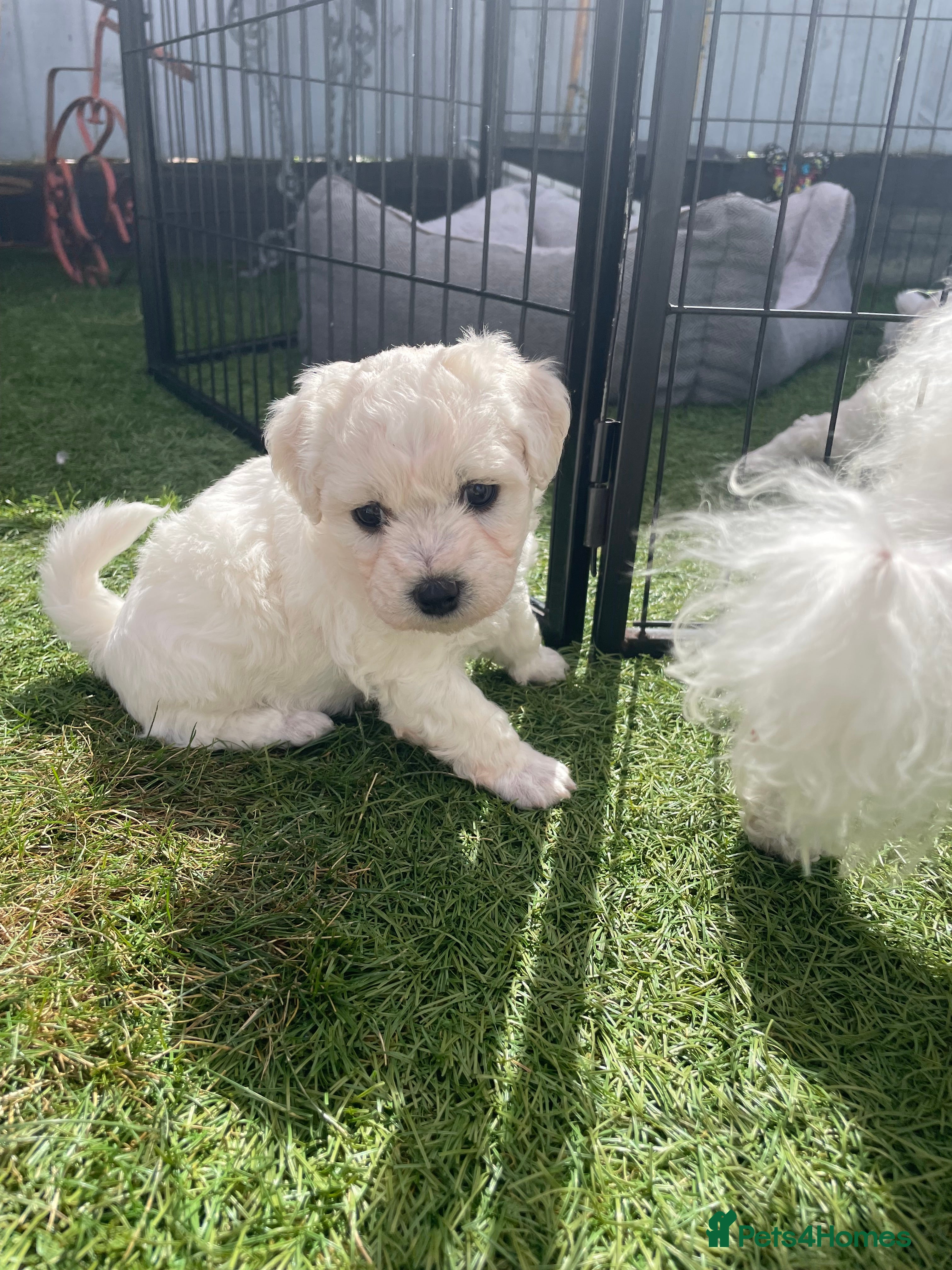 Bichon Frise dogs Bonnie - Advert 2