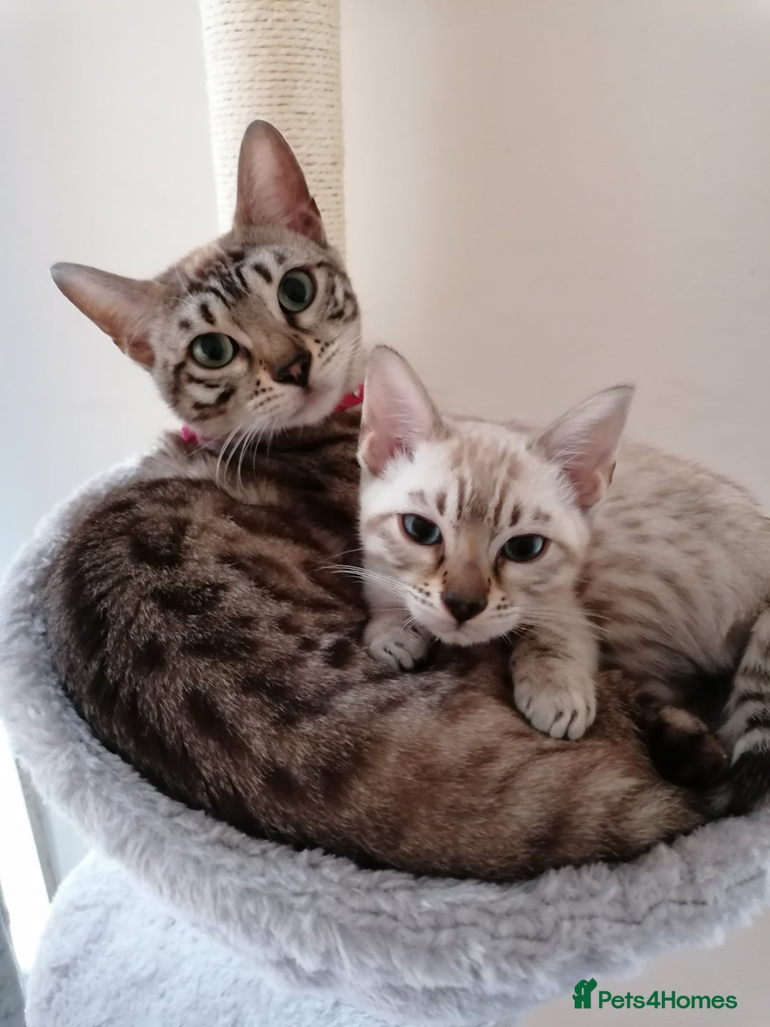 Bengal cats for sale: Glitter bengals - Advert 2