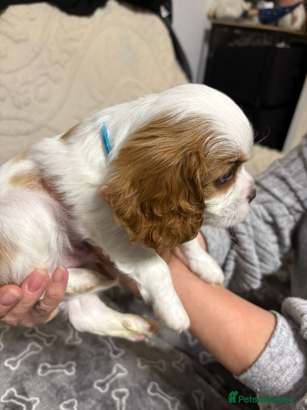 Cavalier King Charles Spaniel dogs for sale: Beautiful Blenheim King Charles spaniel pups    - Advert 17