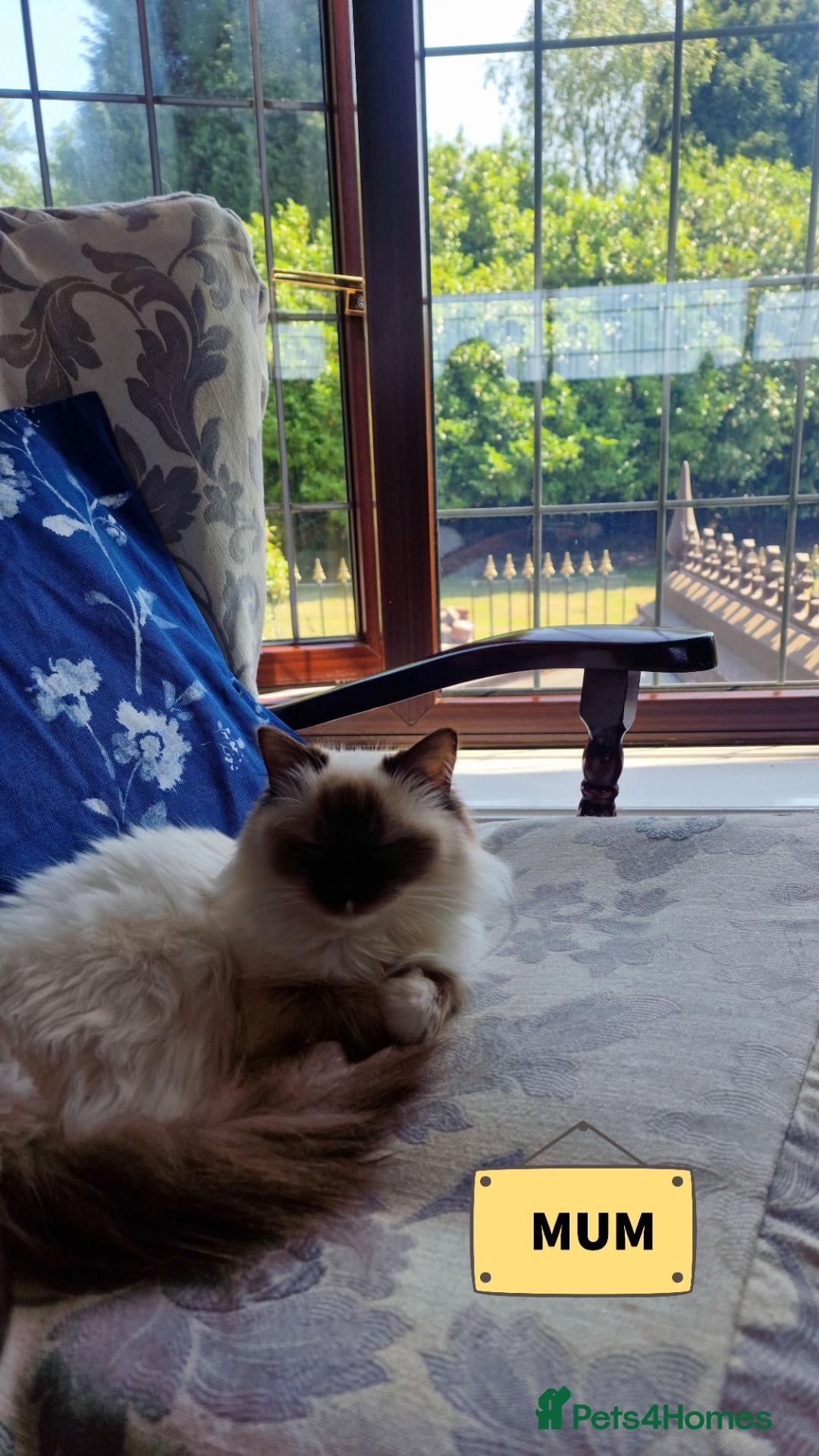 Ragdoll cats 🐾Beautiful Ragdoll Kittens – Championship Lines🐾 - Advert 2