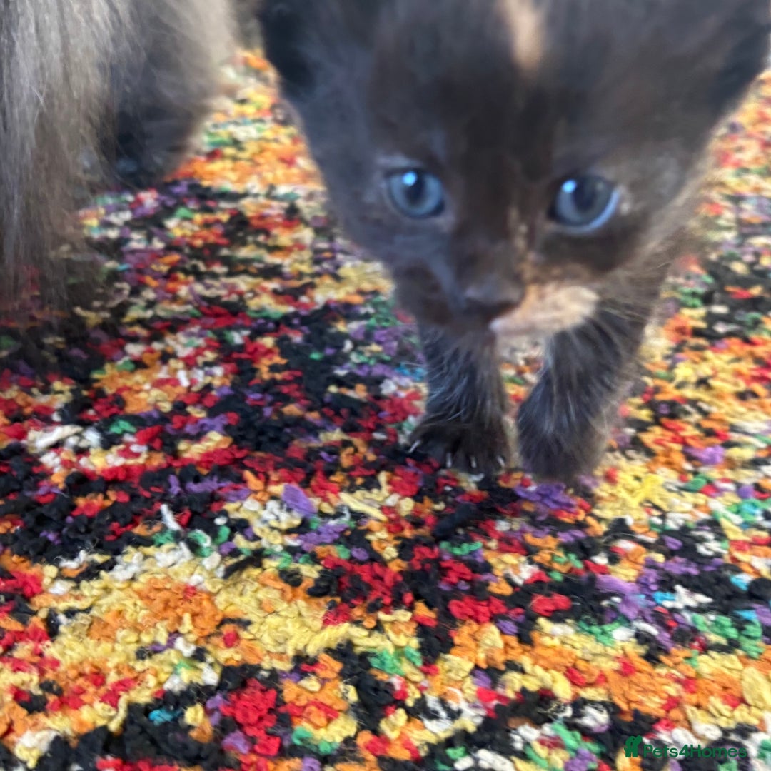 Maine Coon cats for sale: Half main coon kittens  - Image 6