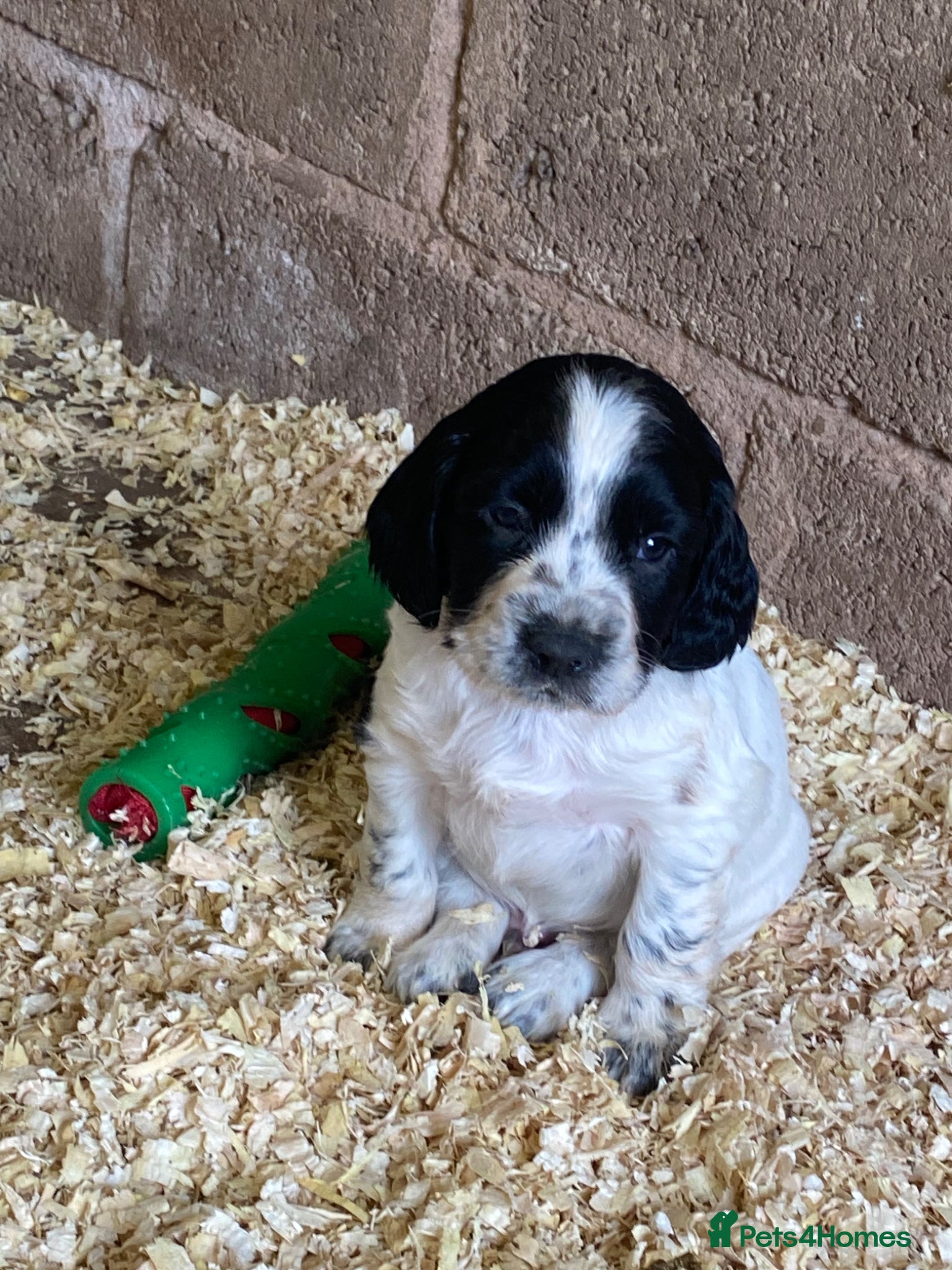 English Springer Spaniel dogs ONE Springer BOY, don’t be miss out! - Advert 4