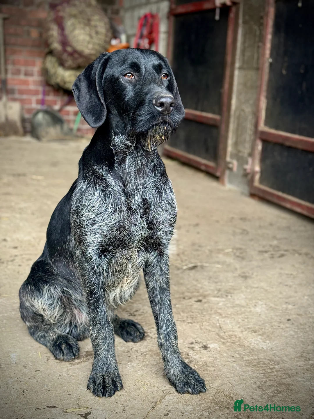German Wirehaired Pointer dogs for stud: Black ticked GWP standing at Stud in Harrogate - Advert 3