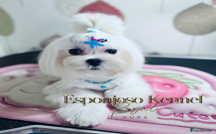 Maltese dogs ✨Exquisite DOLL KC Korean Maltese Stud DNA Clear ✨ - Advert 1