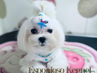 Maltese dogs ✨Exquisite DOLL KC Korean Maltese Stud DNA Clear ✨ - Advert 10