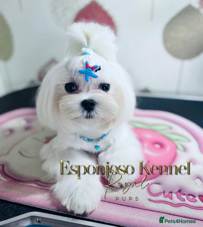 Maltese dogs ✨Exquisite DOLL KC Korean Maltese Stud DNA Clear ✨ - Advert 1