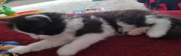 Mixed Breed cats for sale: 1x fluffy boy 1x short hair girl in Truro - Advert 6
