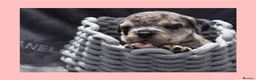English Bulldog dogs for sale: Stunning Litter of Exotic English Bulldogs - Advert 12