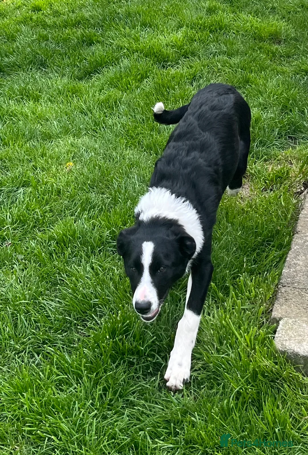 Border Collie dogs for sale: Border collie dog puppy - Advert 5
