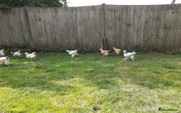 Chickens poultry for sale: Giant Brahma youngsters  - Image 4