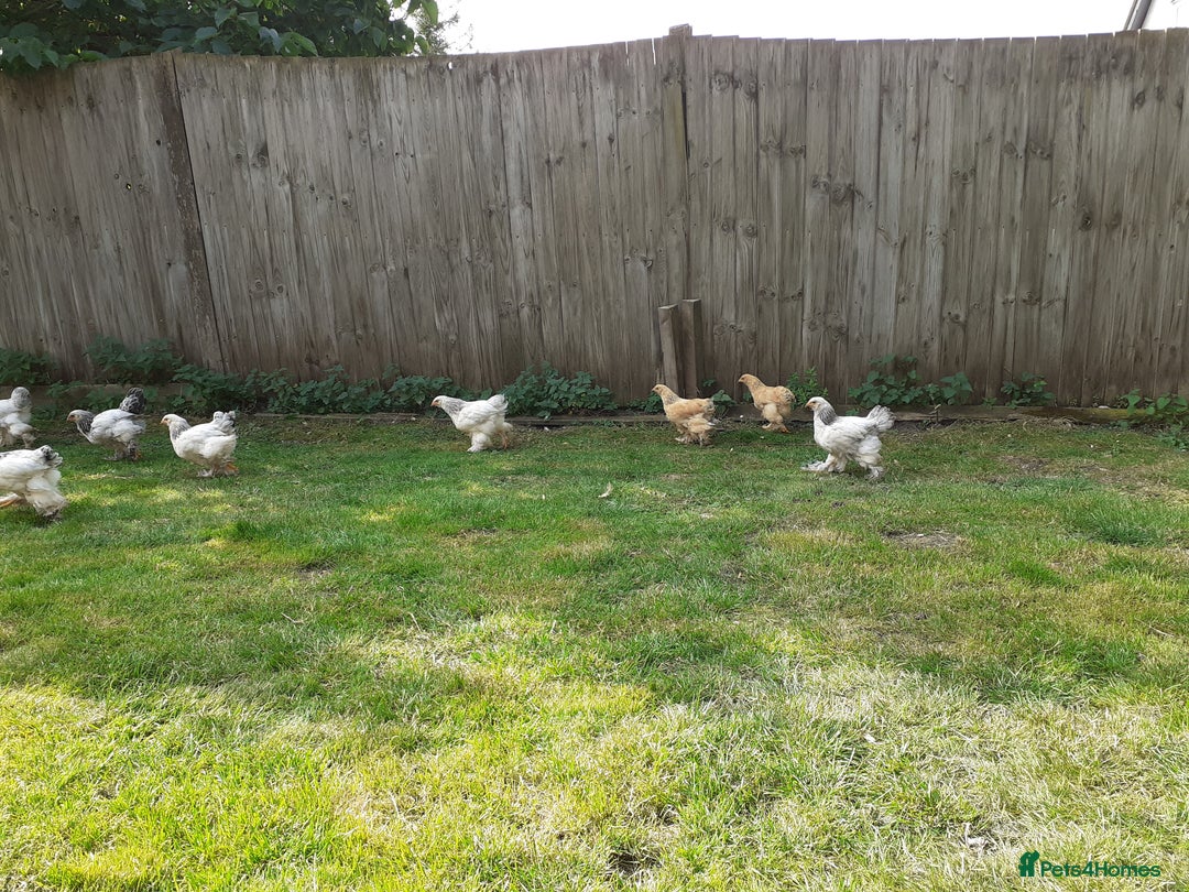 Chickens poultry for sale: Giant Brahma youngsters  - Image 4