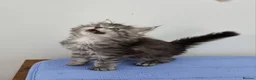 Maine Coon cats for sale: GCCF Pedigree Maine Coon Kittens  - Advert 7