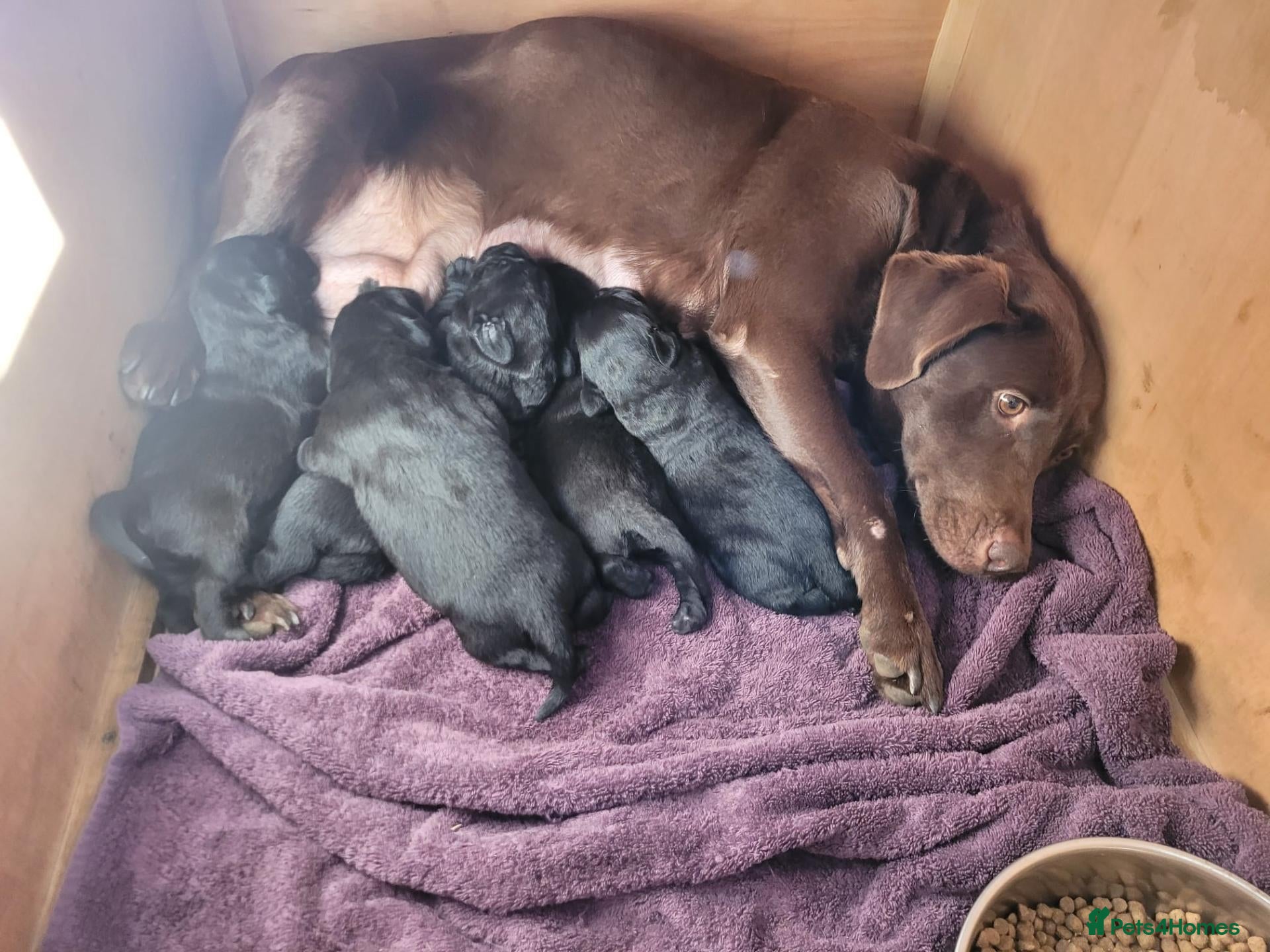 Labrador Retriever dogs for sale: Black labrador puppies - Advert 1