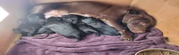 Labrador Retriever dogs for sale: Black labrador puppies - Advert 1