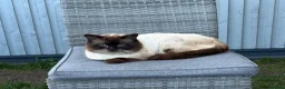 Mixed Breed cats for sale: Blue eyed fluffy babies  - Advert 7