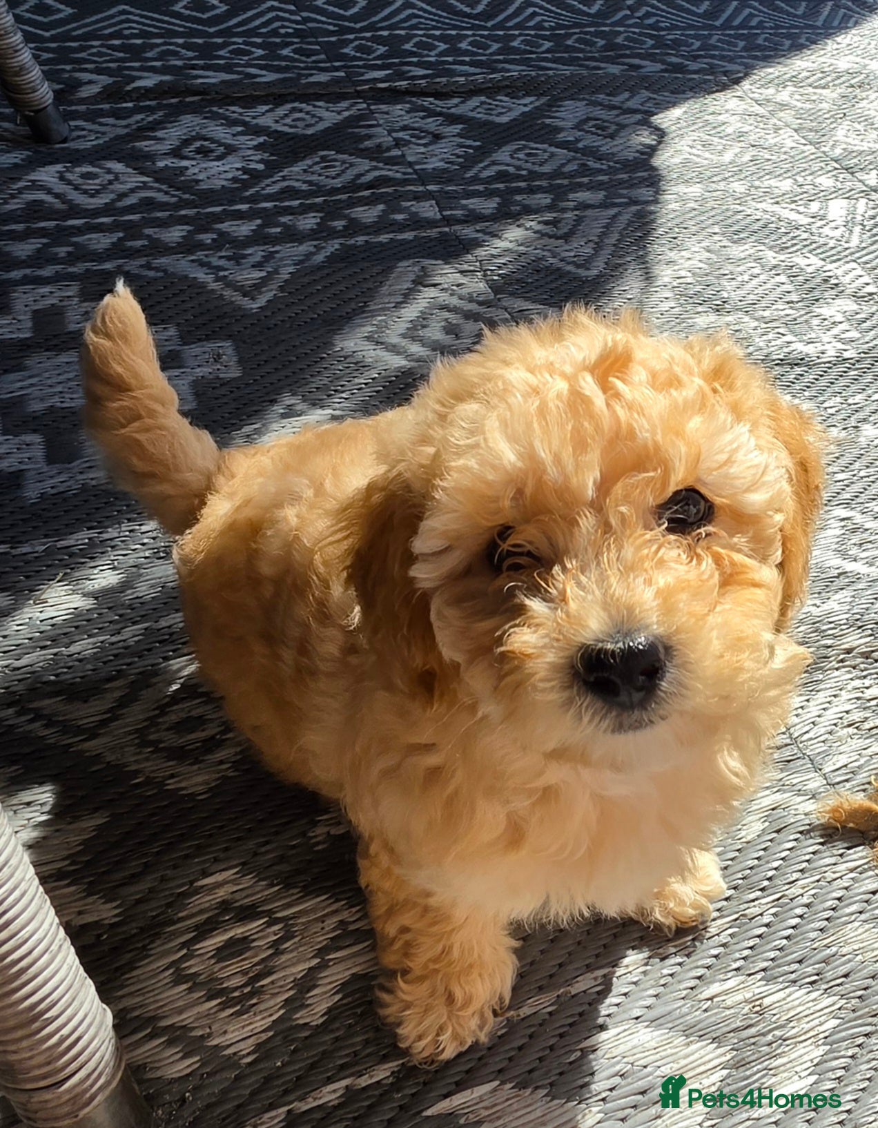 Maltipoo dogs 🐶Ready Thursday🐶1 beautiful maltipoo girl left🐶 - Advert 12