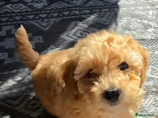 Maltipoo dogs 🐶Ready Thursday🐶1 beautiful maltipoo girl left🐶 - Advert 12